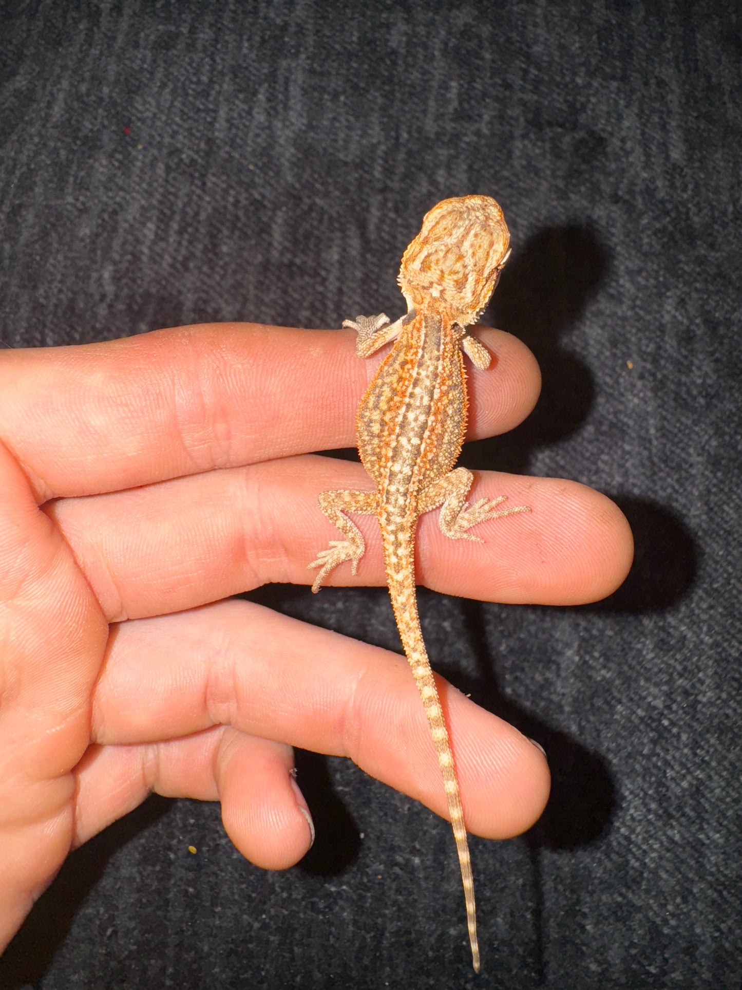 Citrus dunner bearded dragons