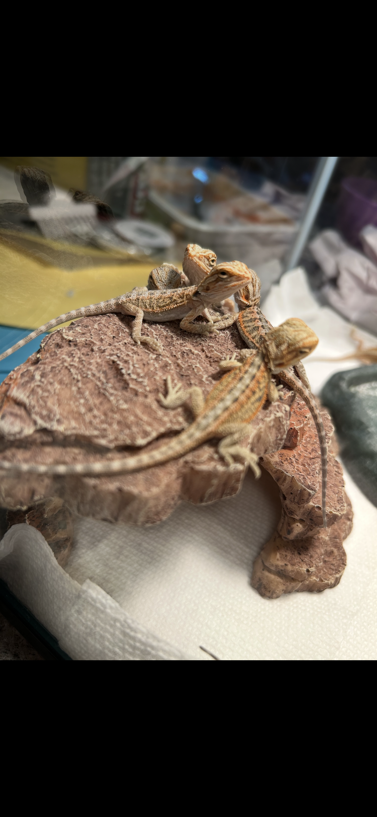 Hypo inferno bearded dragons