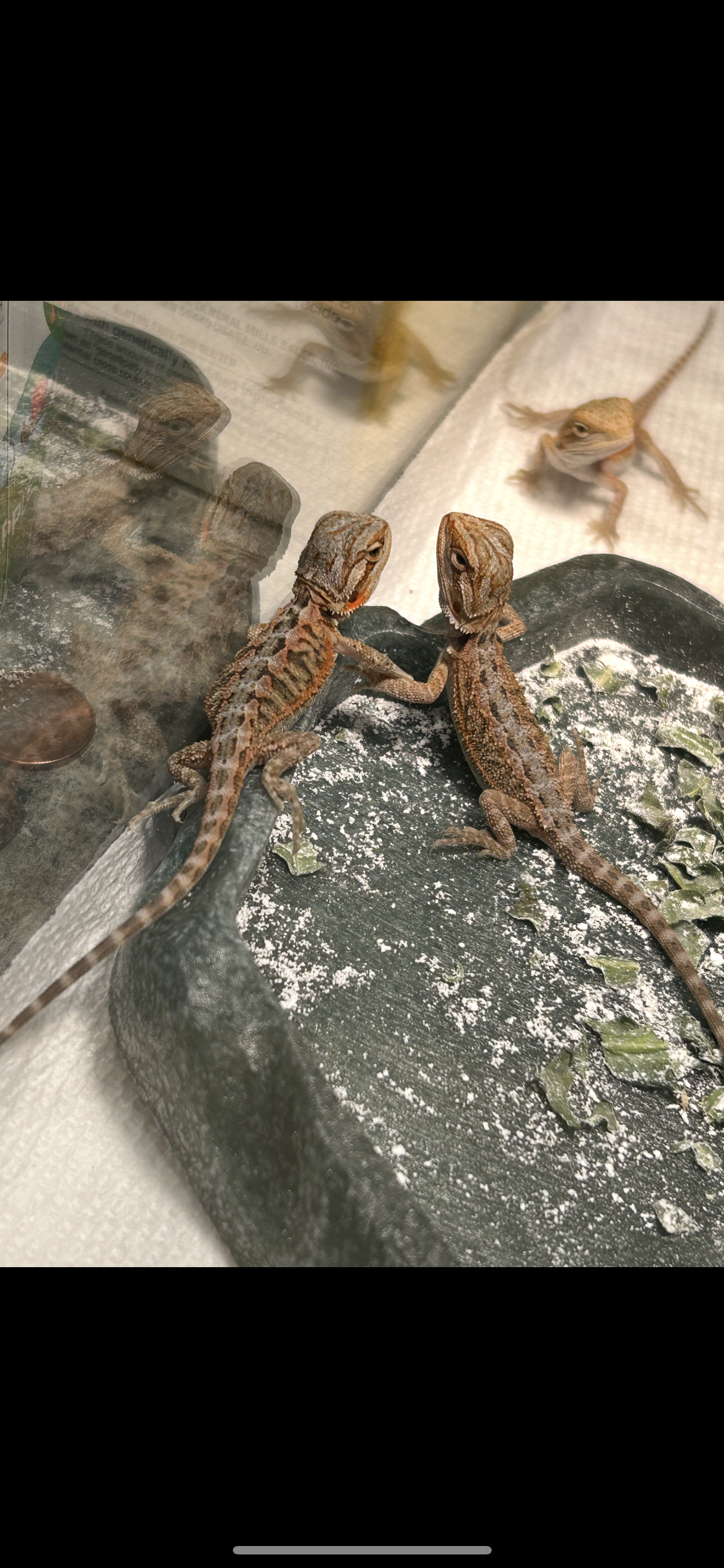 Hypo inferno bearded dragons