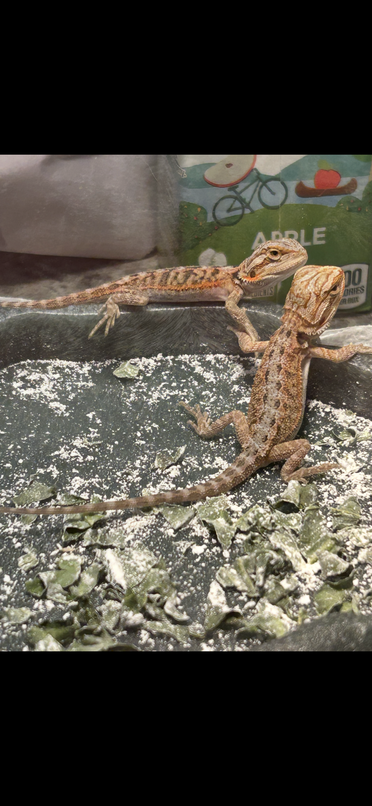 Hypo inferno bearded dragons