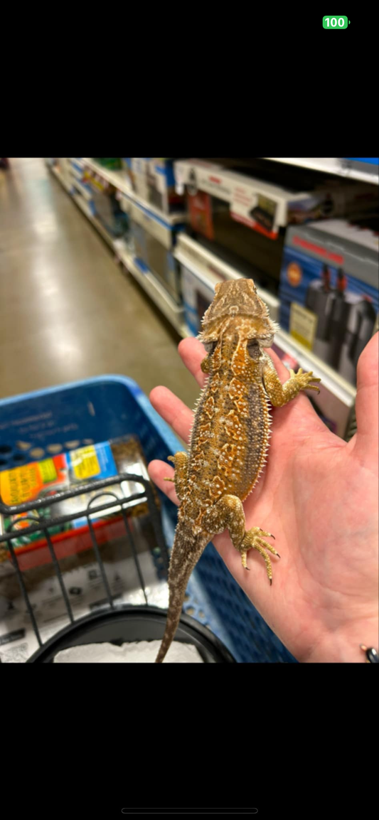 Female dunner bearded dragon