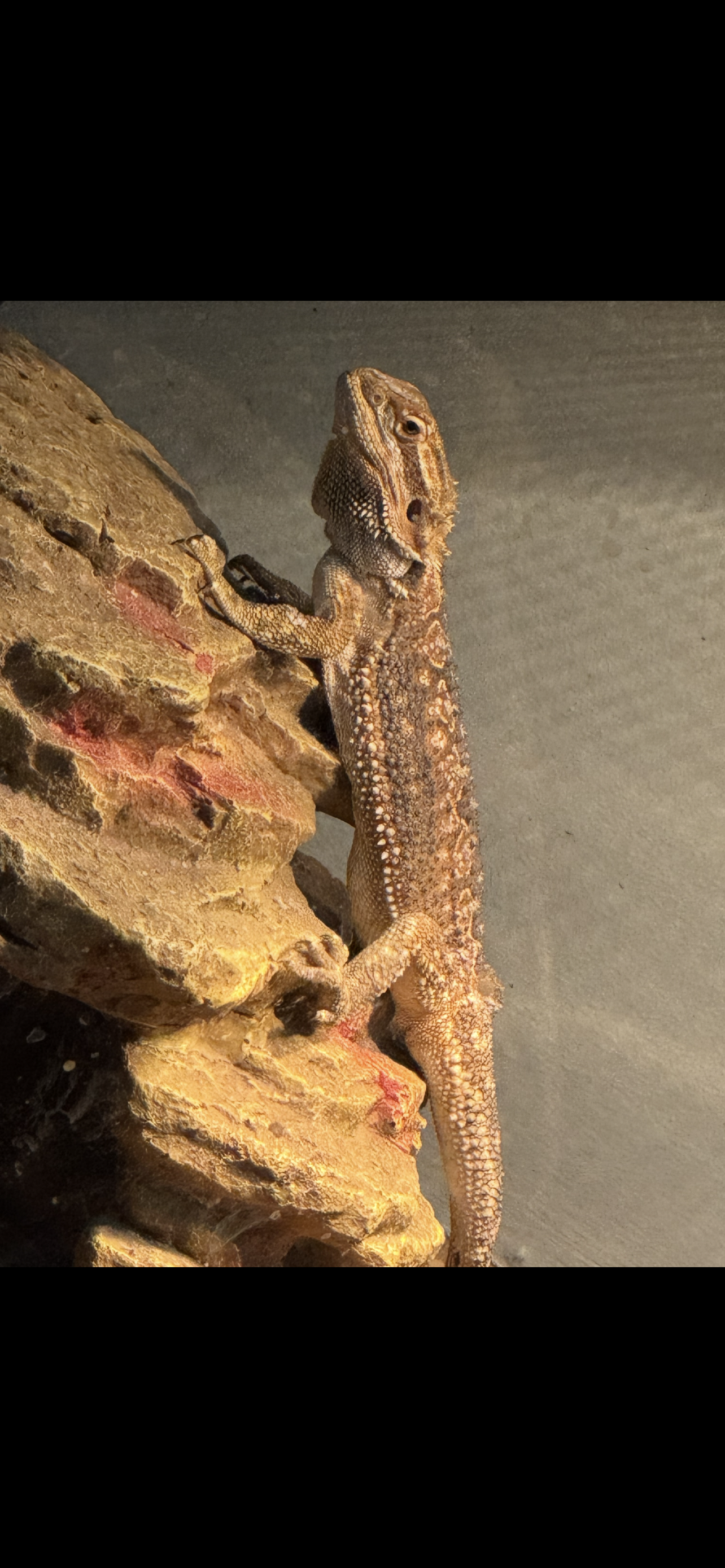 Female dunner bearded dragon