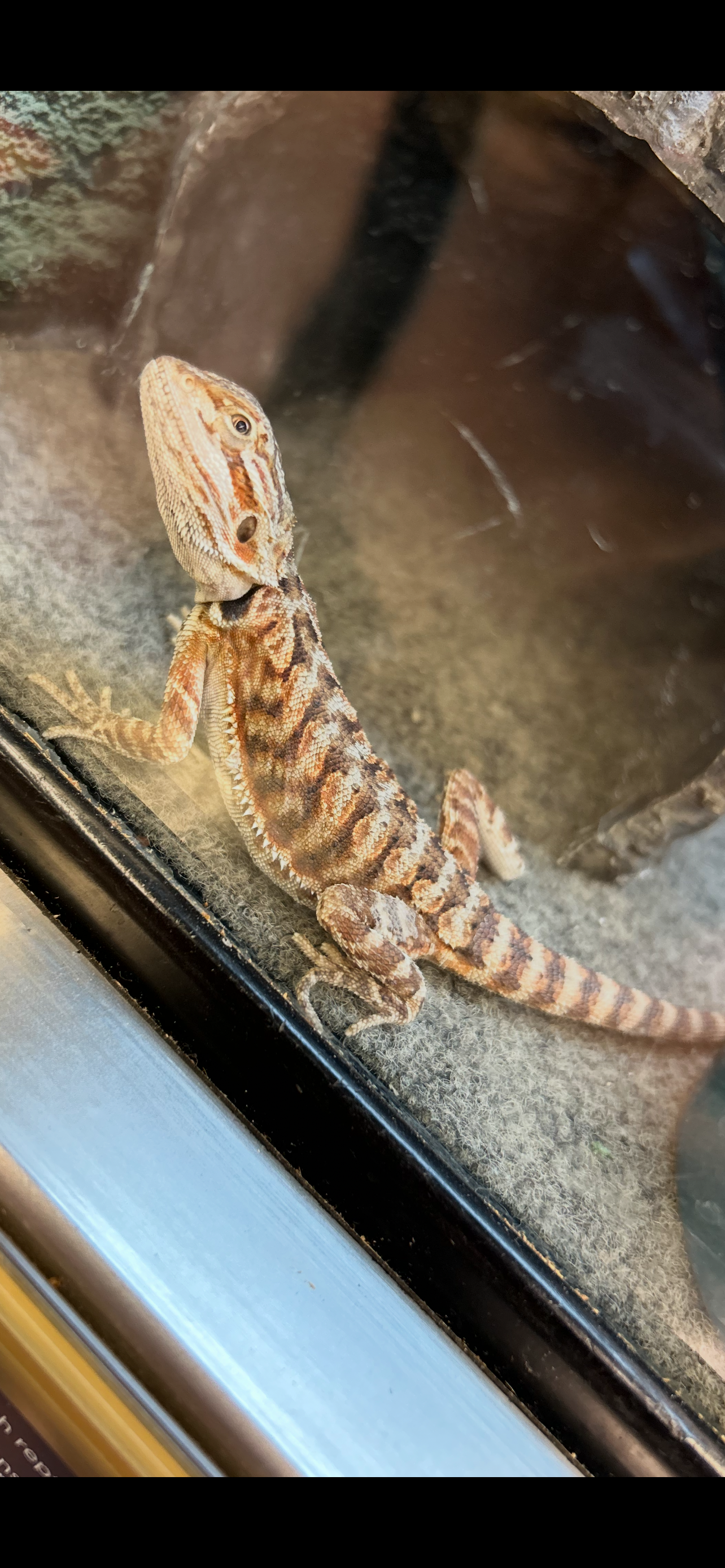 female leather back bearded dragon